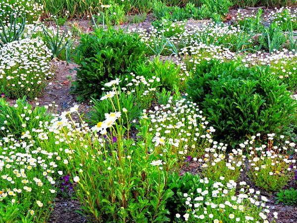 散歩道の花～ノースポール