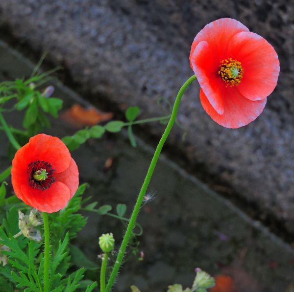 散歩道の花～ポピー