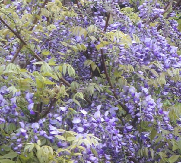 オールドレンズで花を撮る。