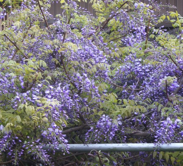 オールドレンズで花を撮る。