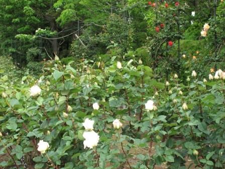 バラ園で目立つお花