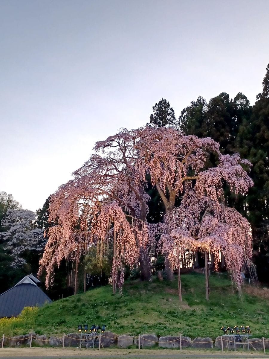 桜を見に行ってきました🎵