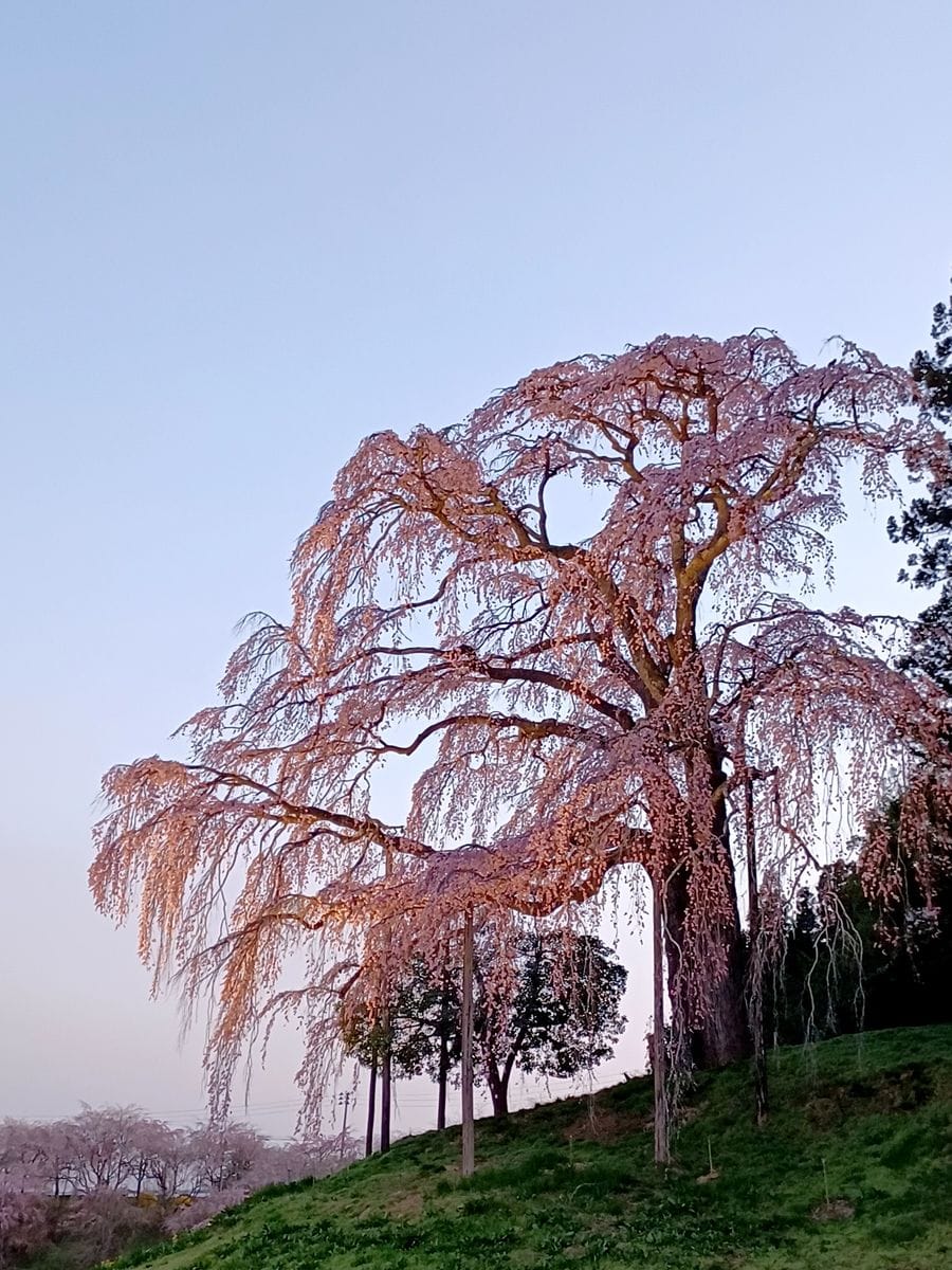 桜を見に行ってきました🎵