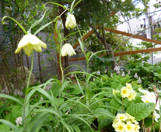 バイモユリとクリロの花茎切り