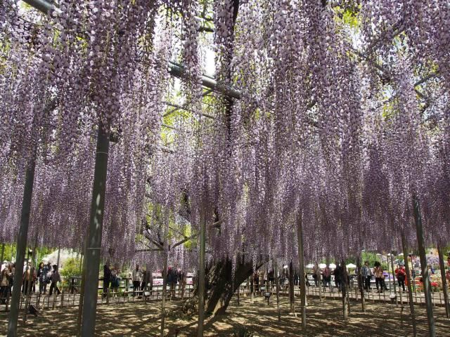 あしかがフラワーパークⅡ