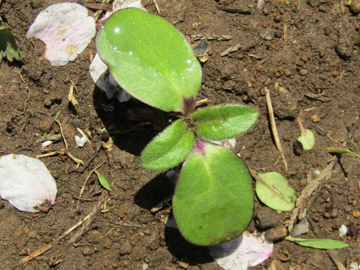 🌱こぼれ種のヒマワリがもう発芽🌱