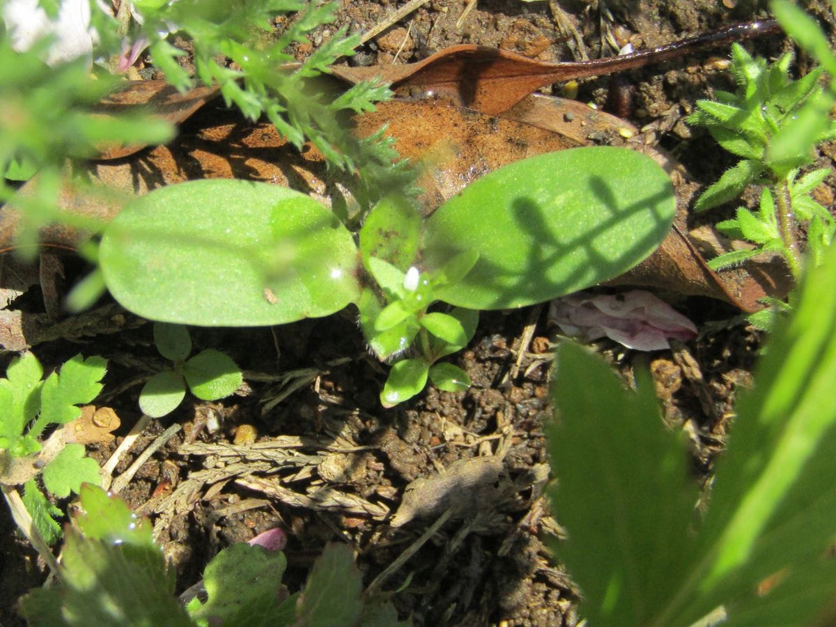 🌱こぼれ種のヒマワリがもう発芽🌱