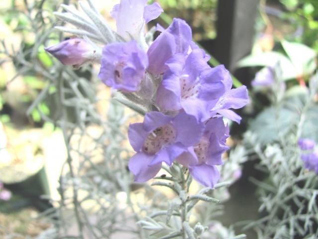 シルバーリーフの花