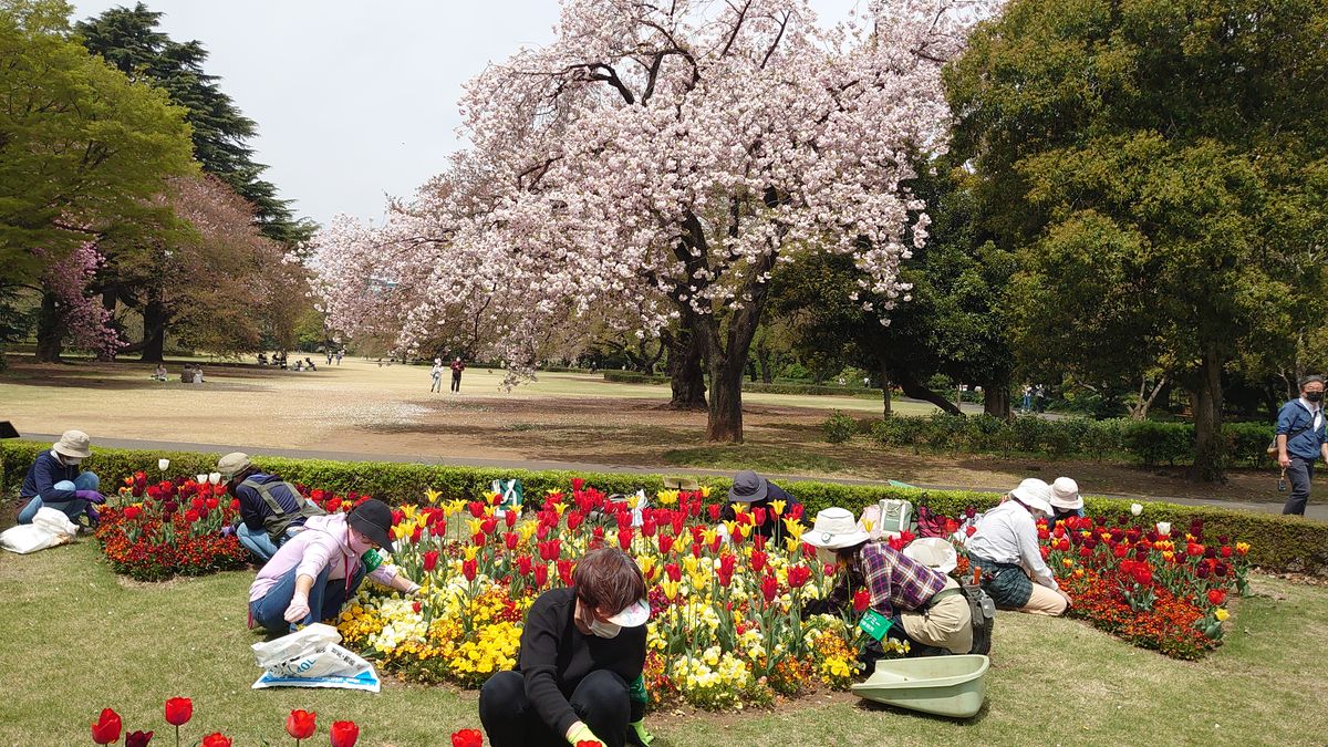 新宿御苑・桜と花壇