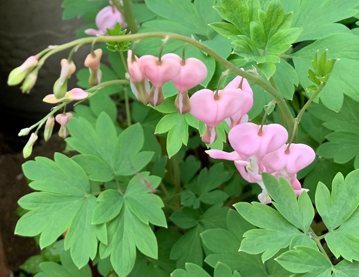 今日の花　２