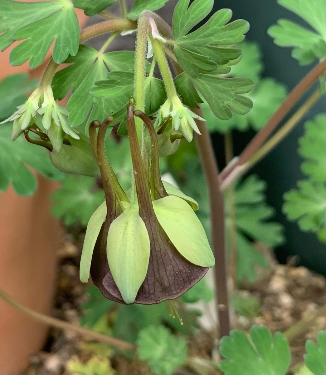 今日の花　２