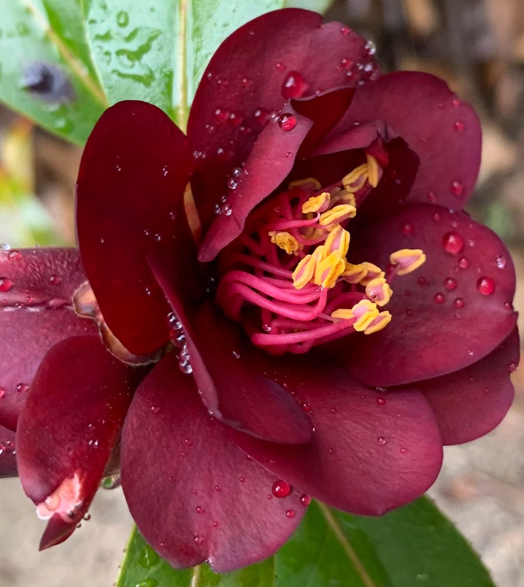 今日の花　３