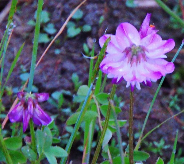 散歩道の花～レンゲ