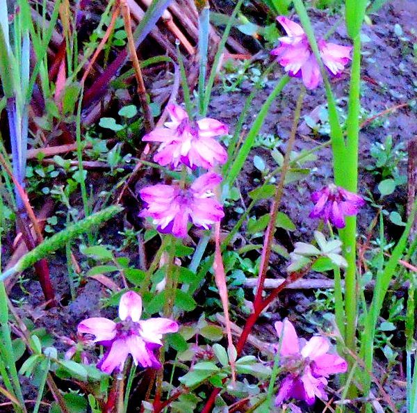 散歩道の花～レンゲ