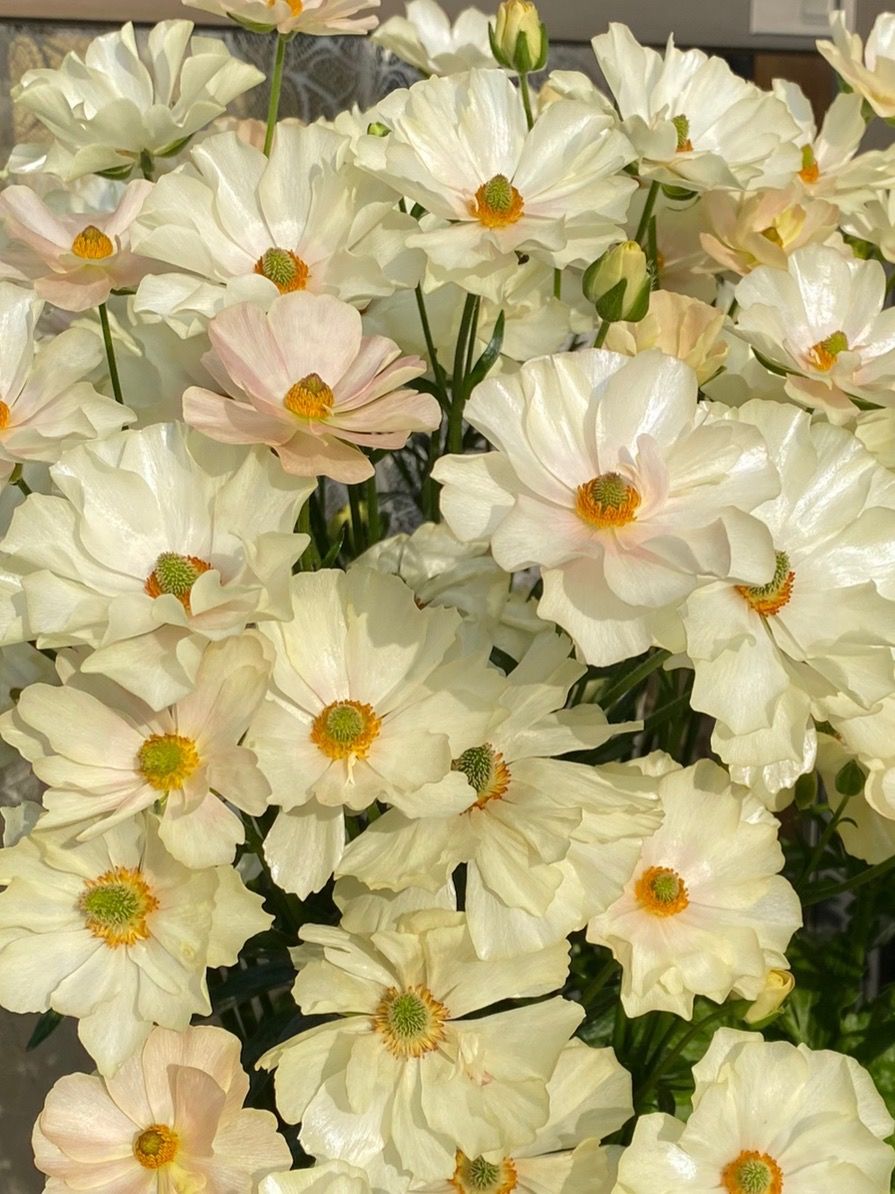 今年はラックス、花が小さ目✿