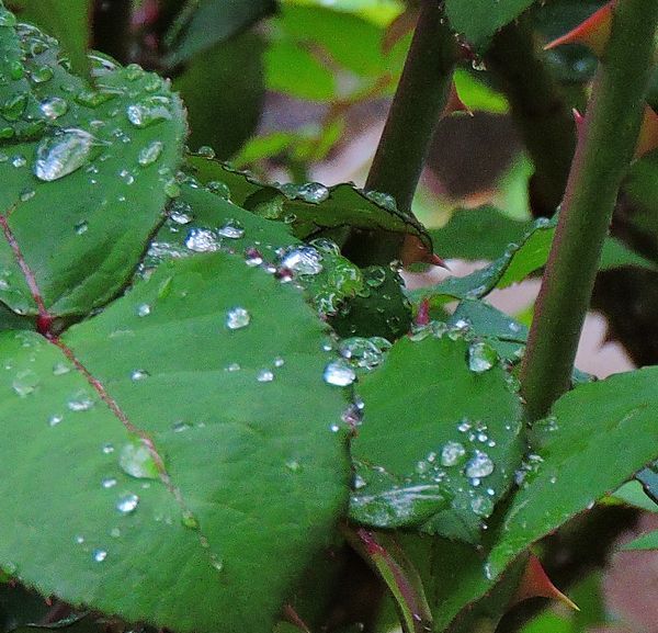 雨上がりの庭から～