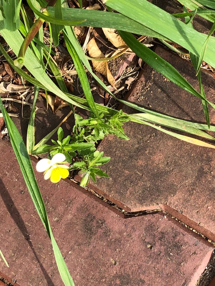 チョコざいなやつ！