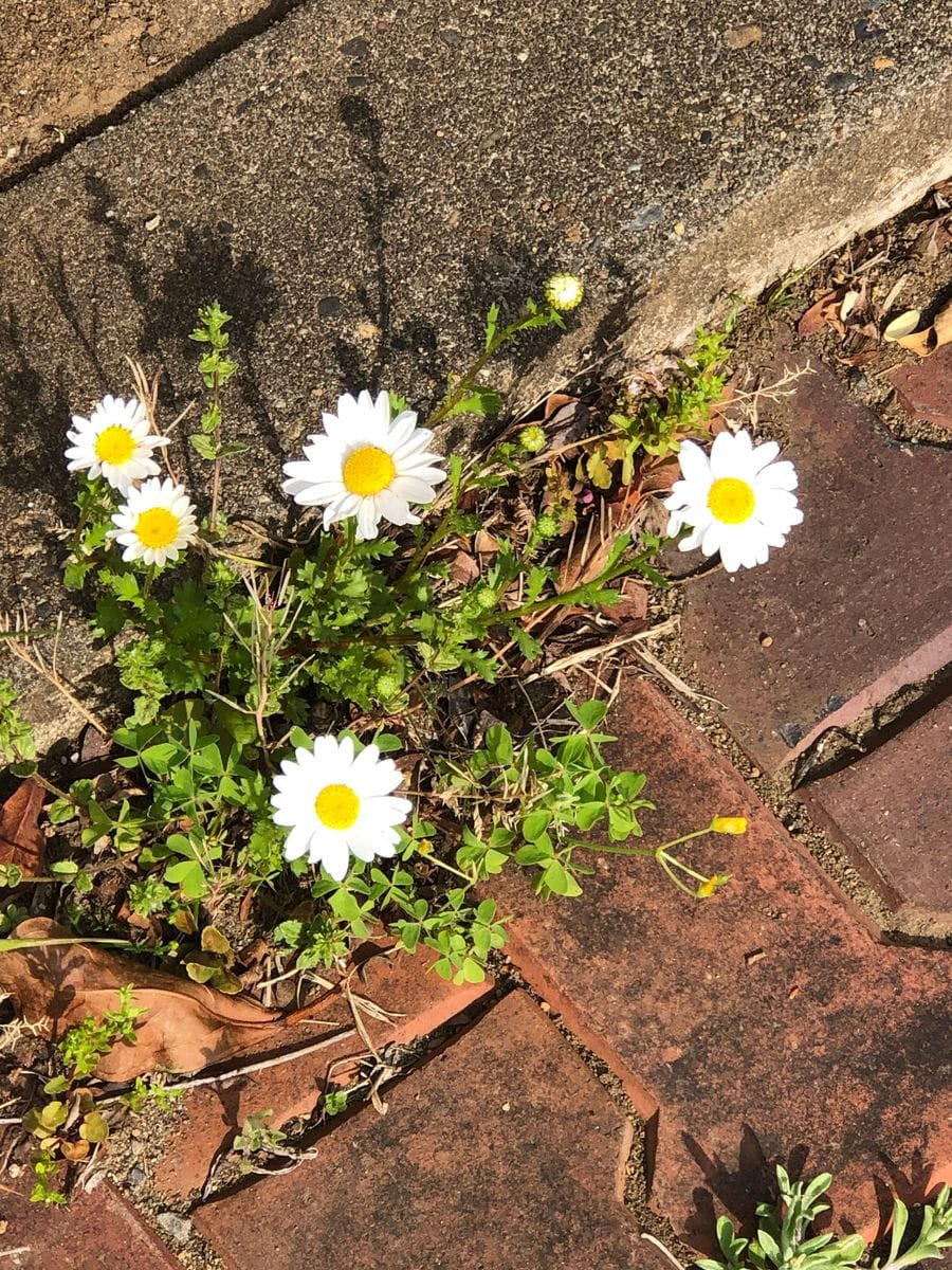 チョコざいなやつ！