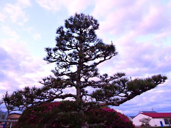 散歩道の花～