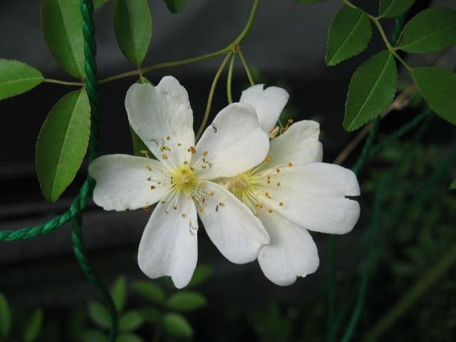 モッコウバラの白花や一重咲きなど