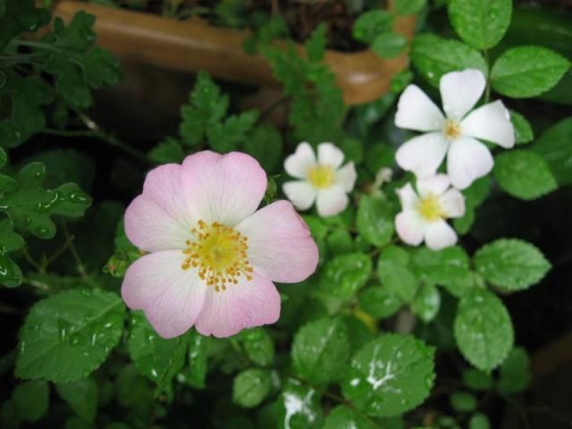 モッコウバラの白花や一重咲きなど