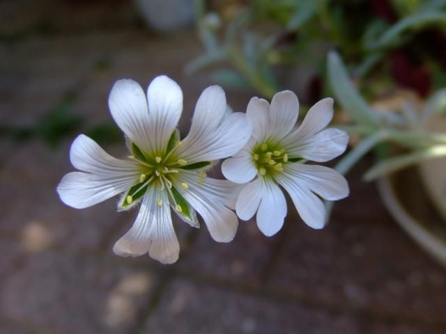 今日は白花で