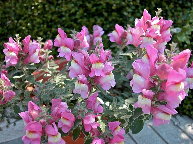 Antirrhinum hispanicum