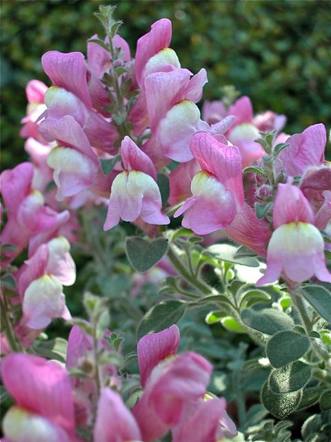 Antirrhinum hispanicum