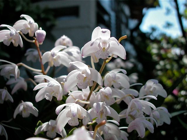 Antirrhinum hispanicum