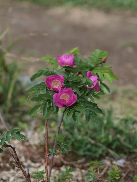 タカネバラ