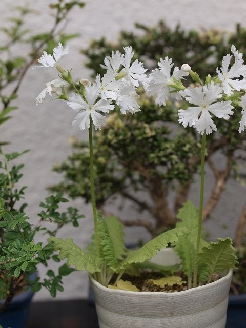 タカネバラ