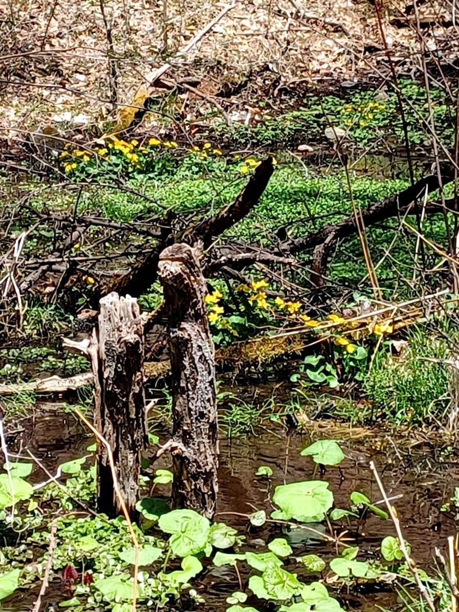 リュウキンカ群生地