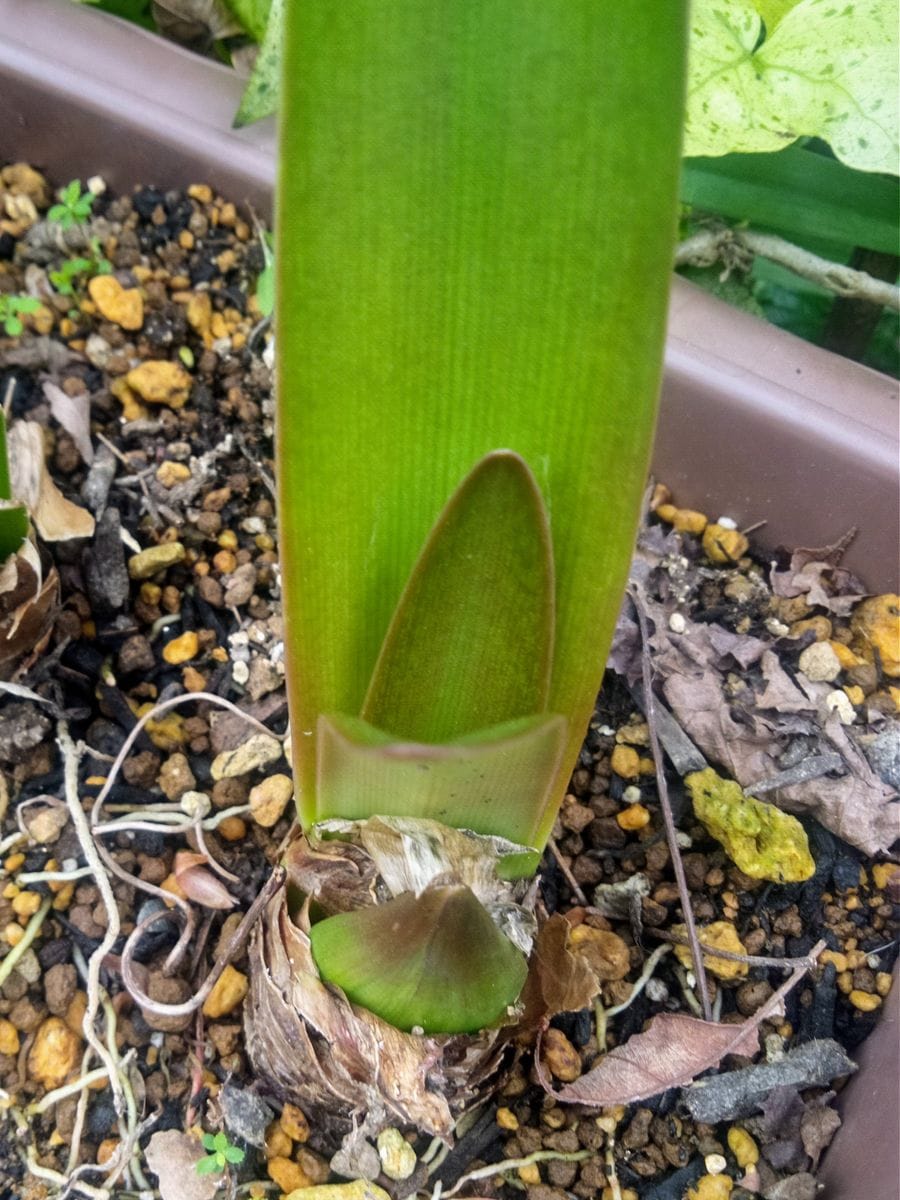 アマリリスの花芽