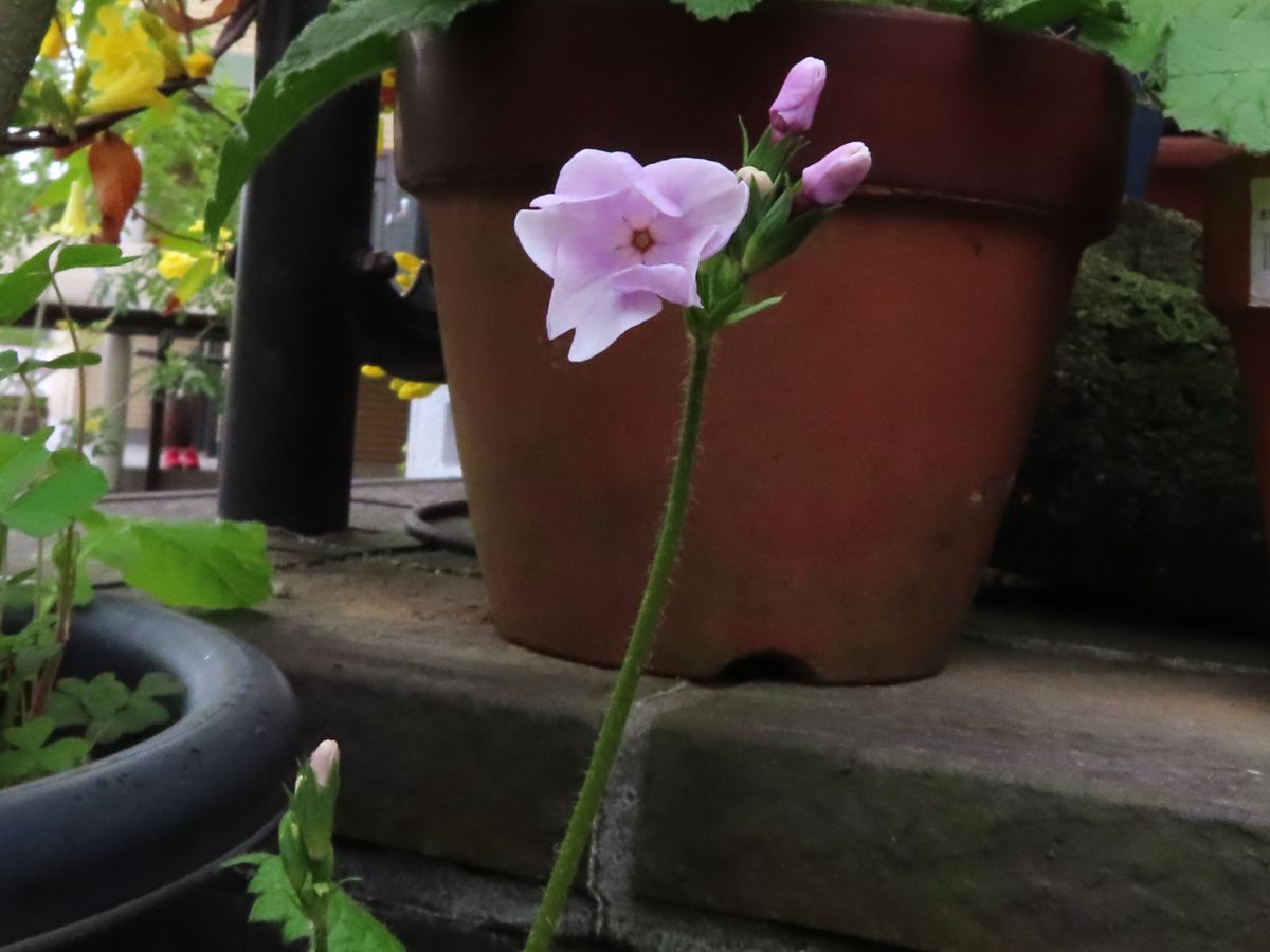 二ホンサクラソウ『花文様』の開花はじまる