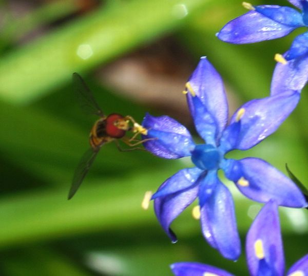 ブンブンブン蜂が飛ぶ♪