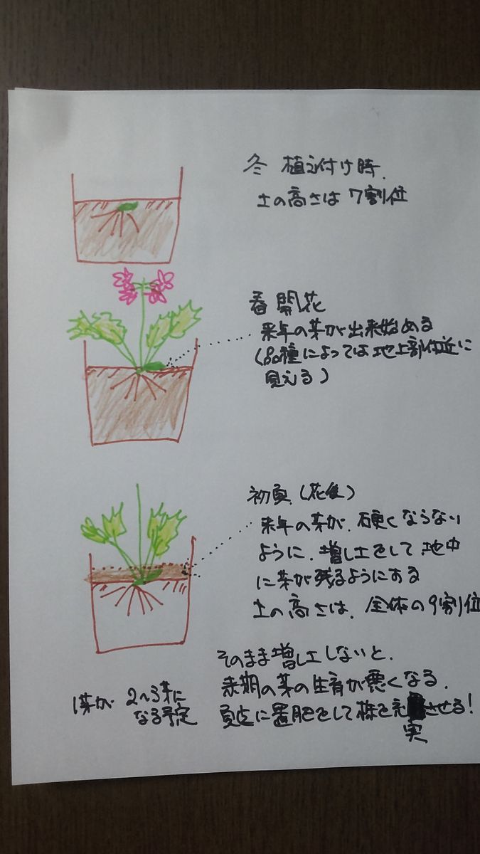 伝統の桜草・おまけ