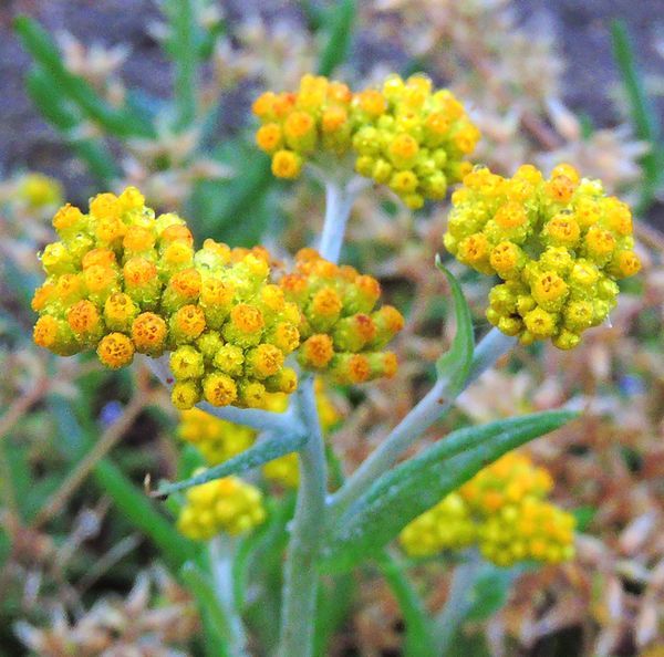 散歩道の花～母子草(春の七草)