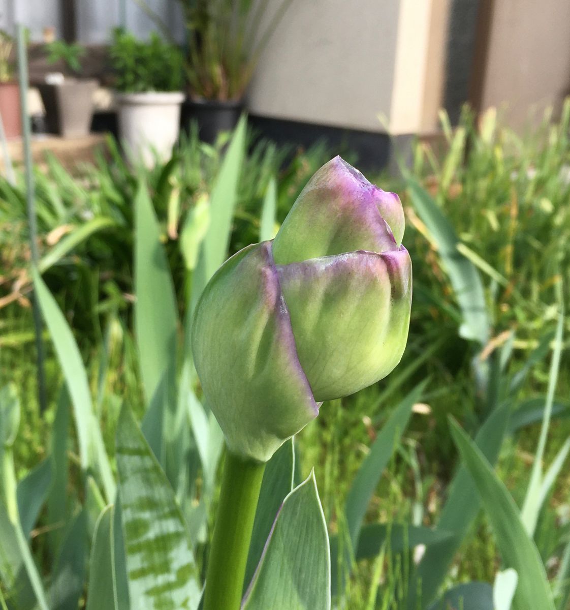 おやつ時間の飯テロ