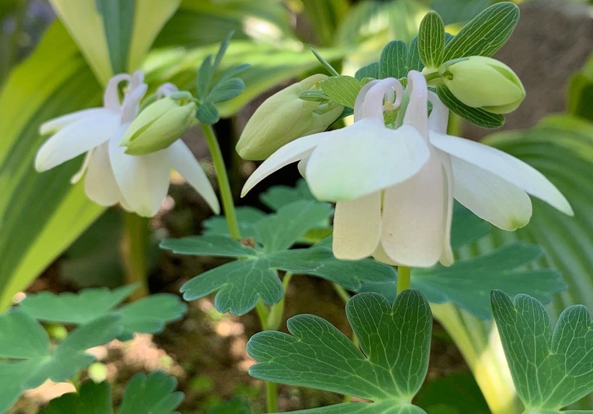 今日の花