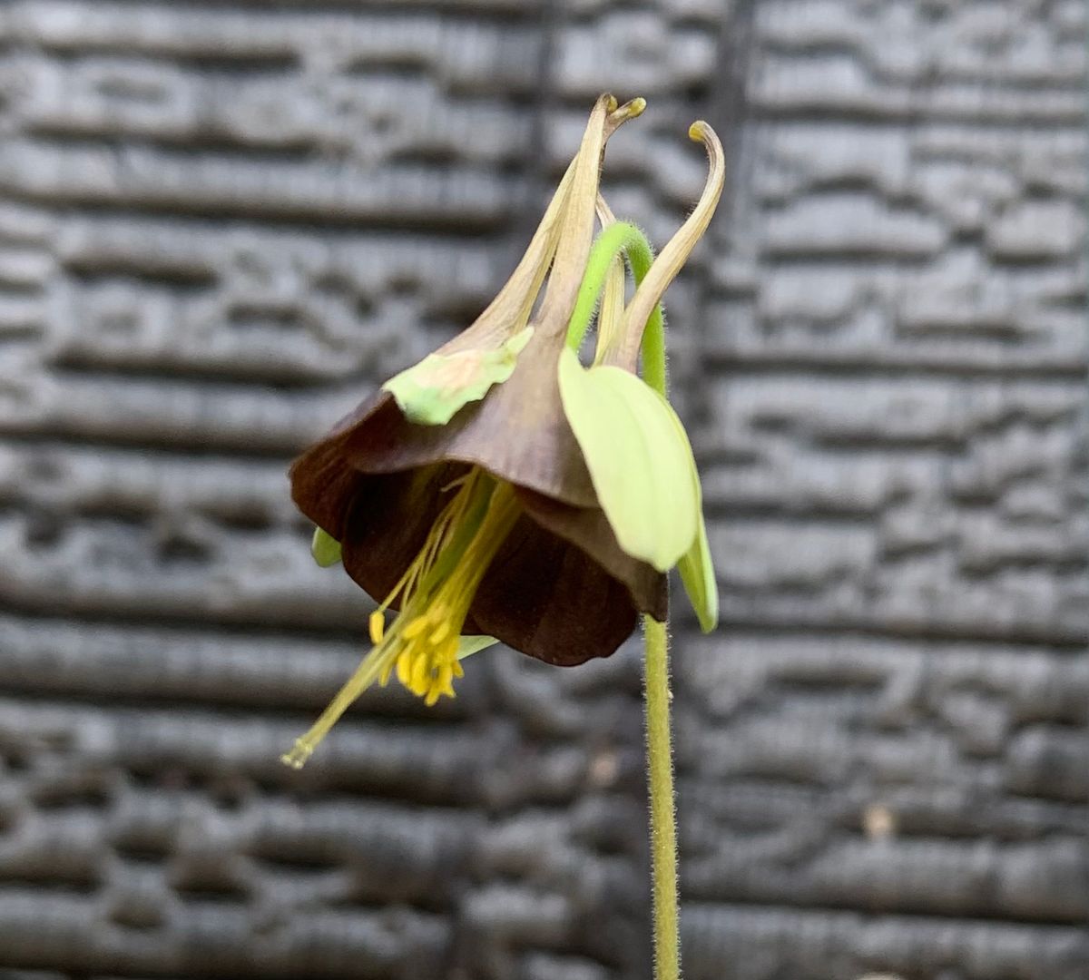 今日の花