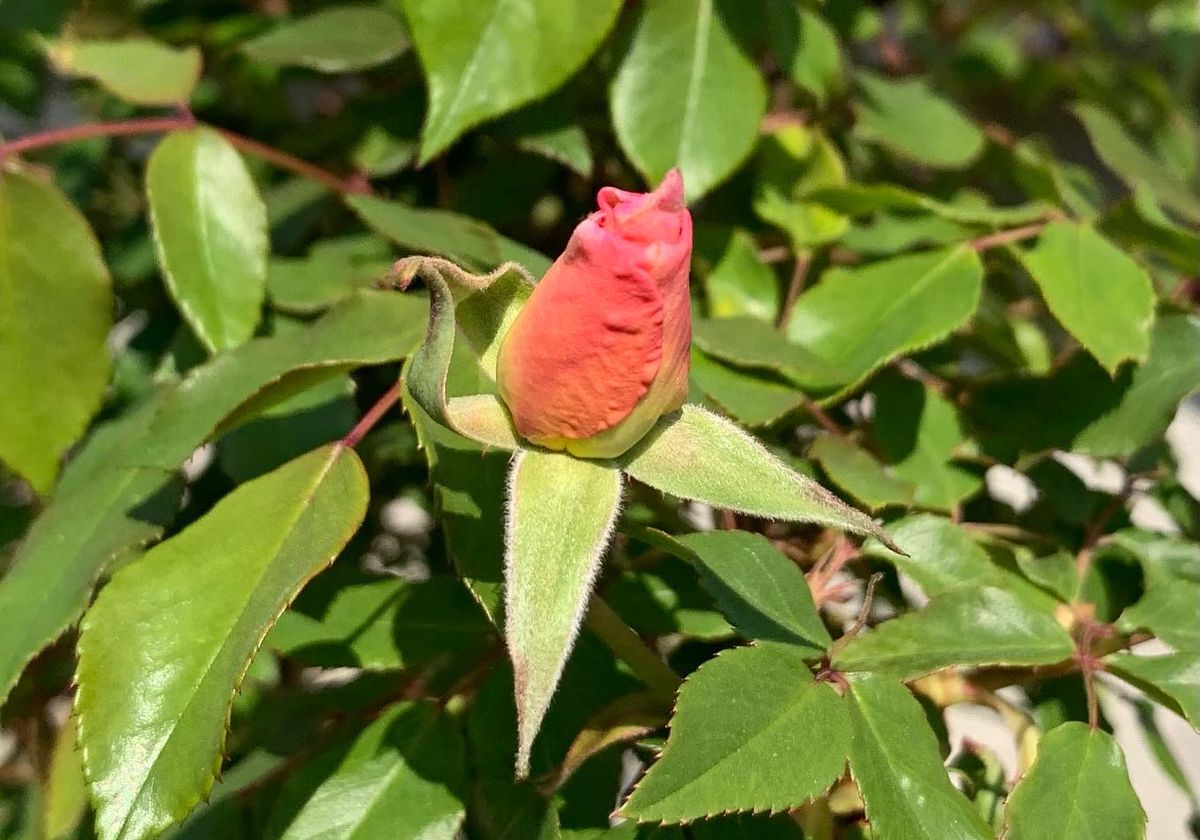 今日の花