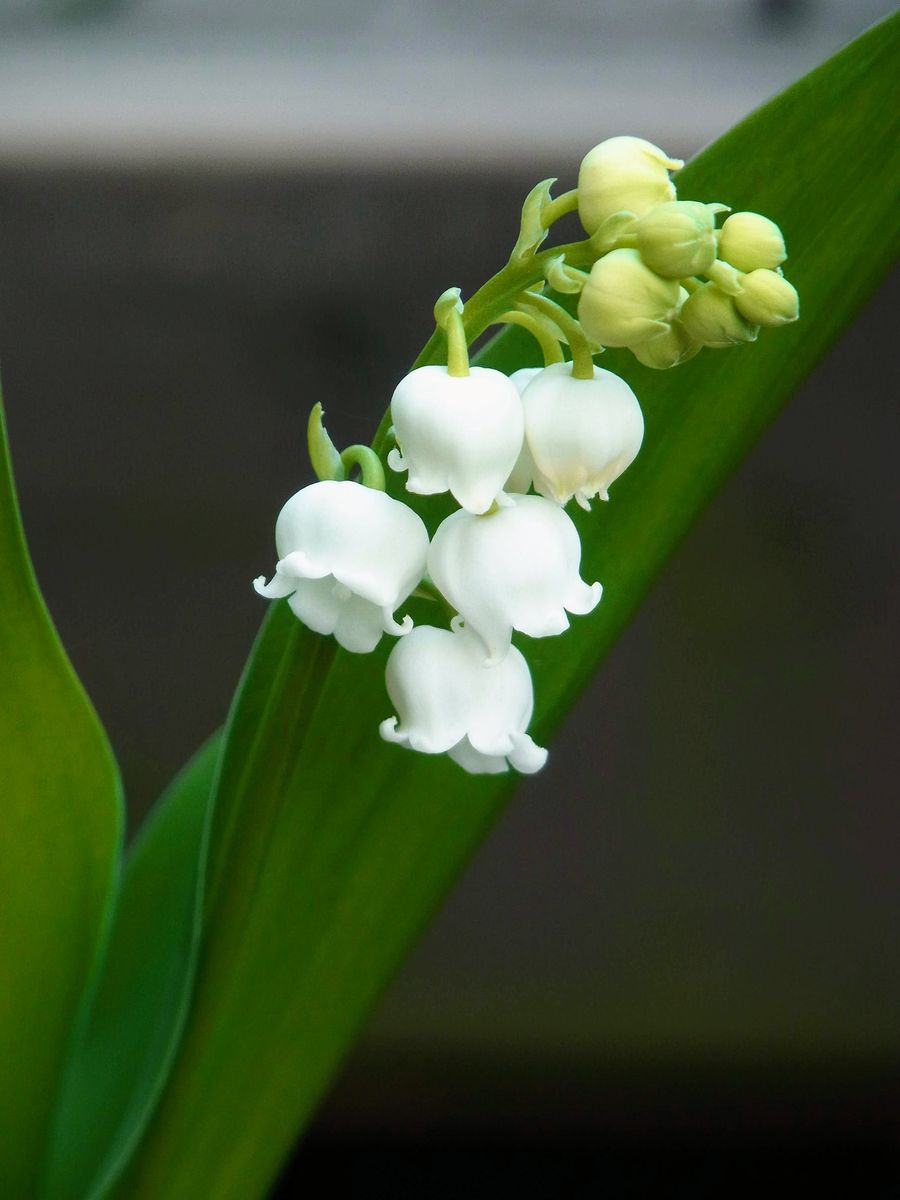 晩春の白花