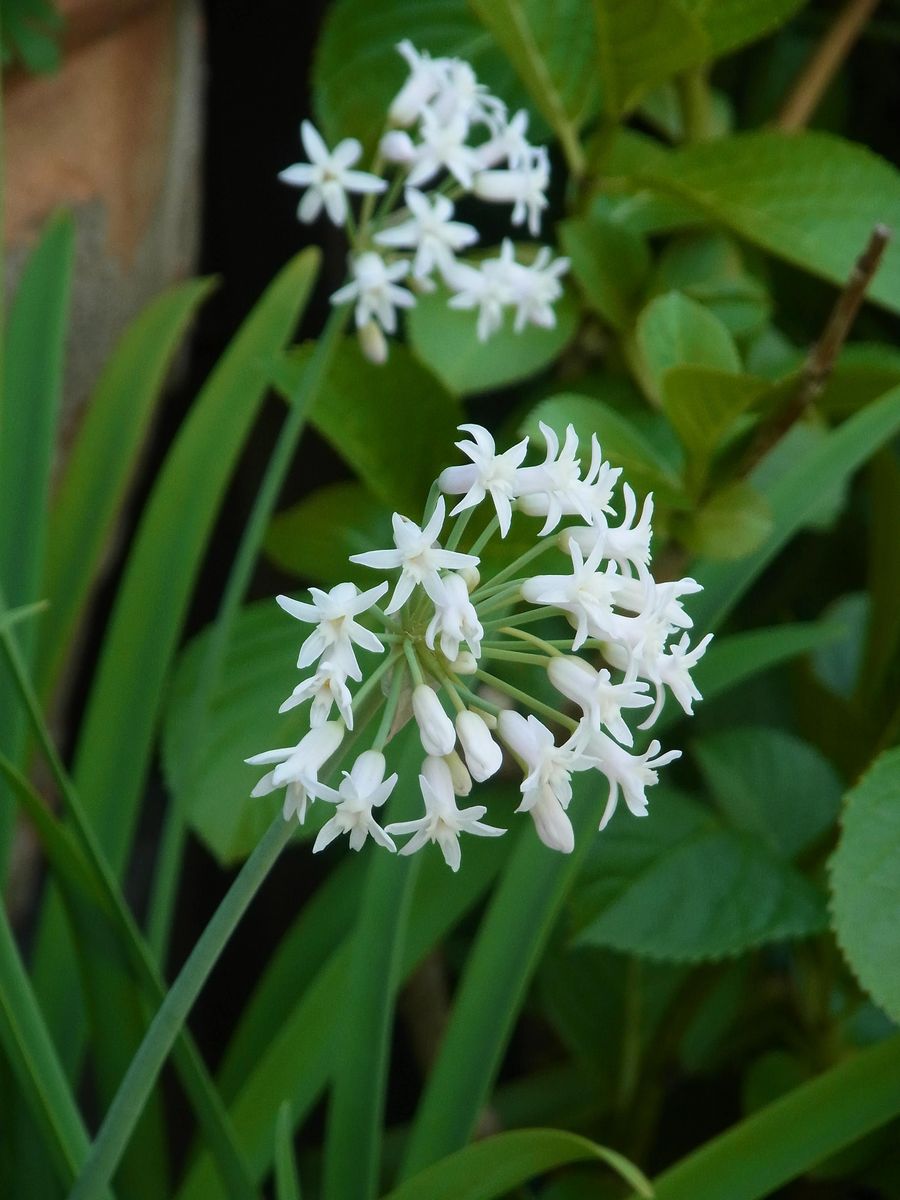 晩春の白花