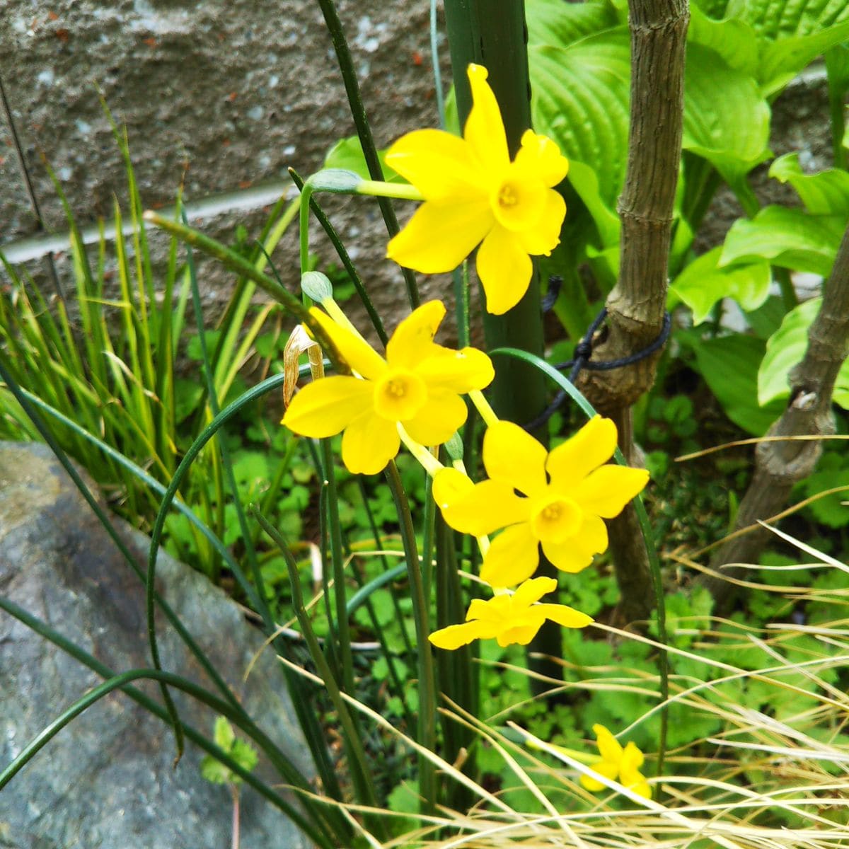 花壇では～