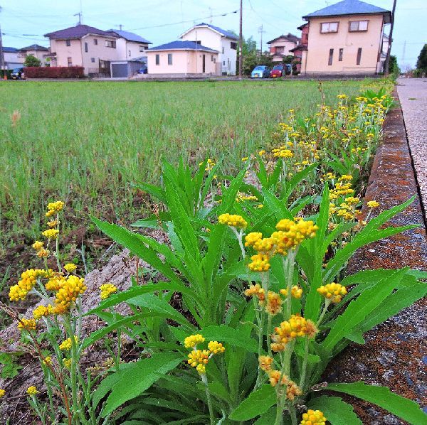 散歩道の花～母子草