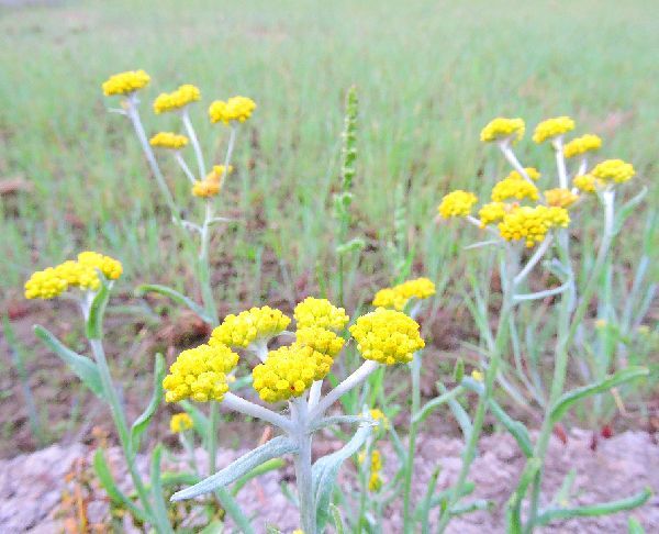 散歩道の花～母子草