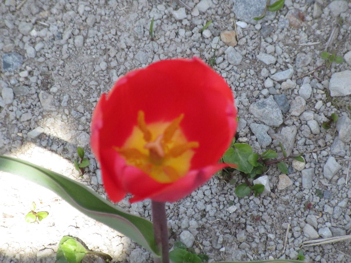 由愛(ゆめ)の花日記♪