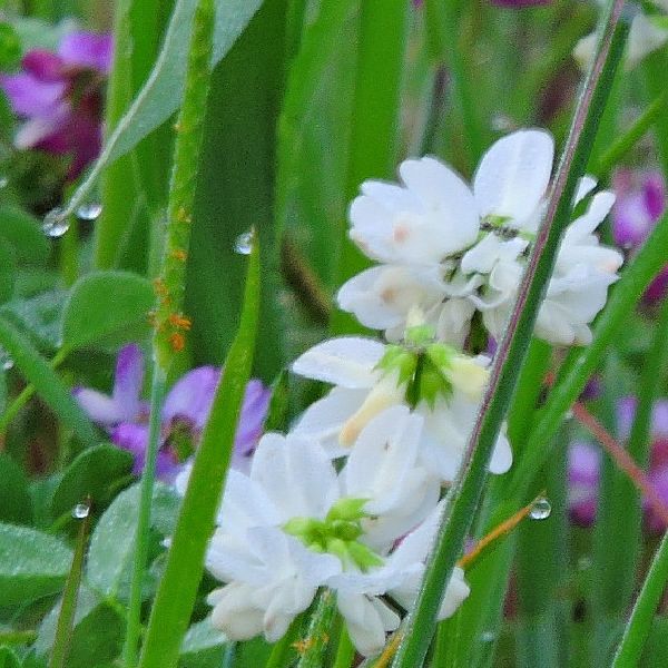 散歩道の花～白レンゲ