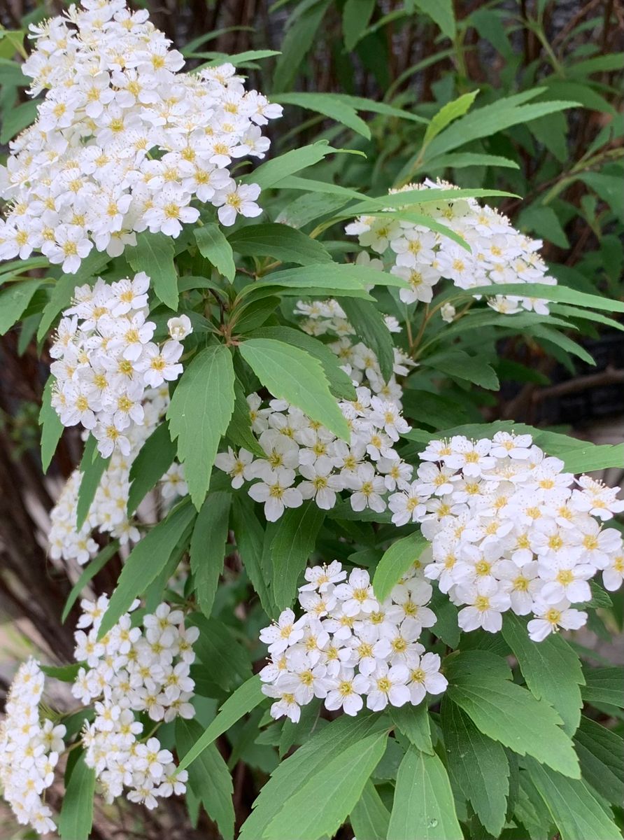 今日の花