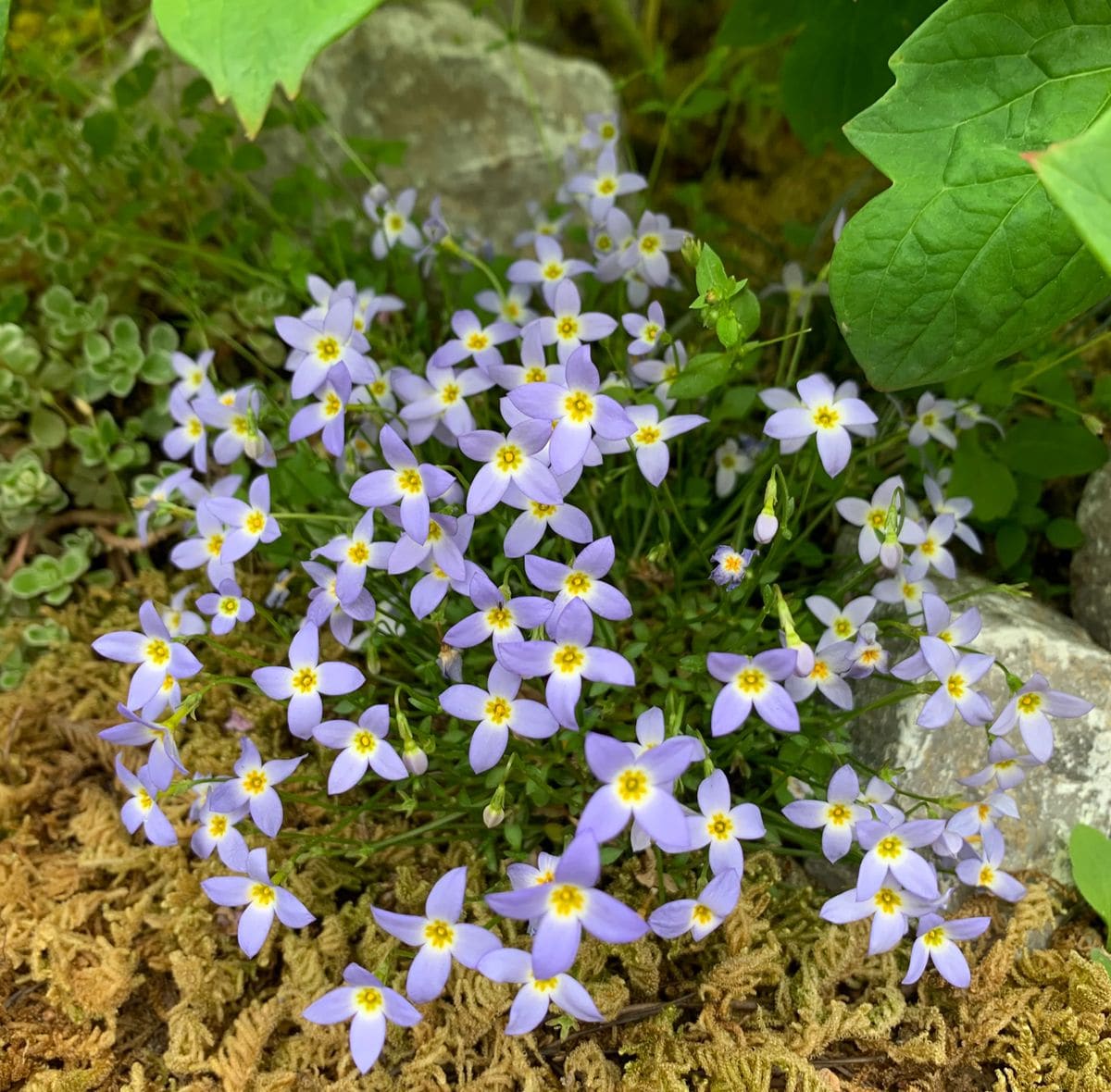 今日の花